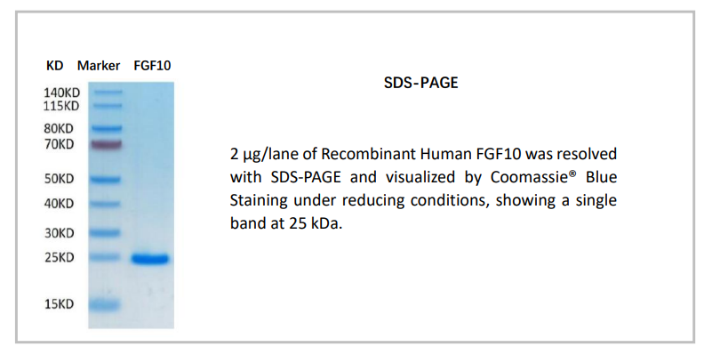 OrganRegen-Recombinant Human FGF10（816-FGF）