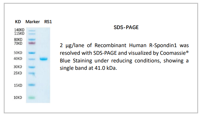 OrganRegen-Recombinant Human R-spondin1（861-RS1）
