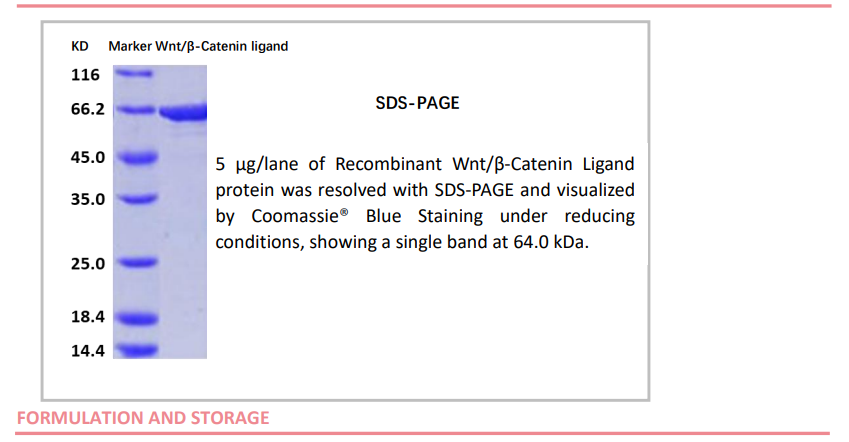 OrganRegen-Recombinant Wnt β-Catenin Ligand（RWL003）